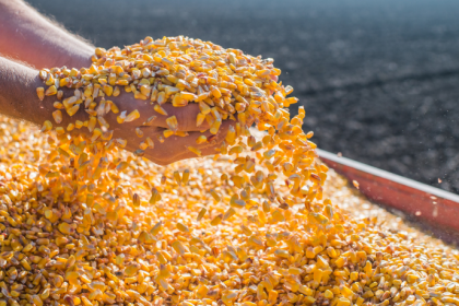 Crescimento das Exportações de Milho Impulsiona a Economia Brasileira em Março de 2026