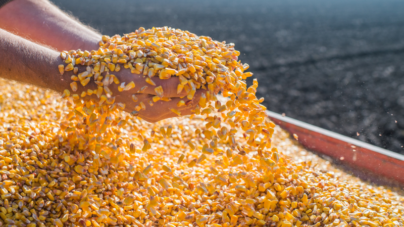 Crescimento das Exportações de Milho Impulsiona a Economia Brasileira em Março de 2026
