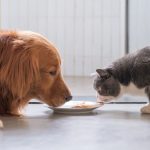Alimentação Pet: As Diferenças Essenciais na Nutrição de Cães e Gatos que Você Precisa Conhecer