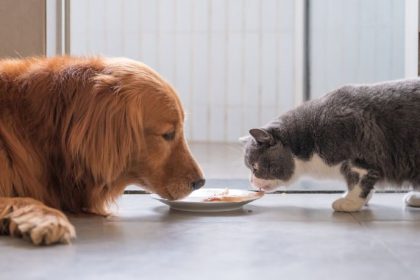 Alimentação Pet: As Diferenças Essenciais na Nutrição de Cães e Gatos que Você Precisa Conhecer