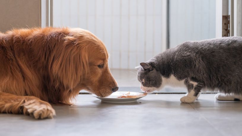Alimentação Pet: As Diferenças Essenciais na Nutrição de Cães e Gatos que Você Precisa Conhecer